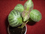 Lilacina Lemon 11.jpg