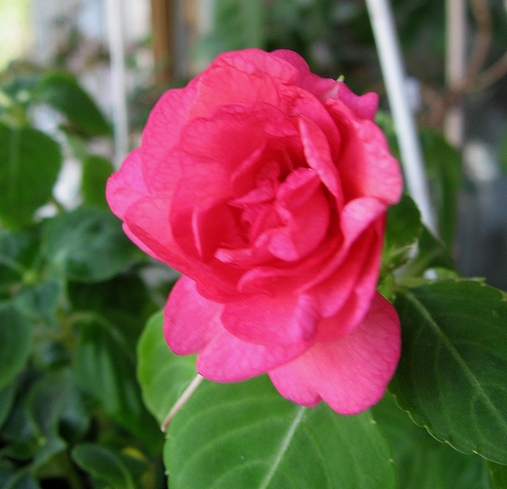 K 014aa.jpg