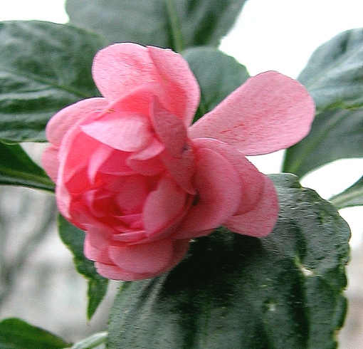 K 004aa.jpg