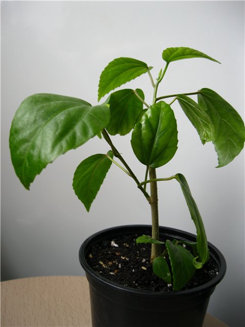 6140c6c95094.jpg