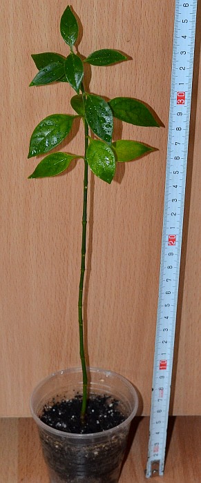 DSC_1361.JPG
