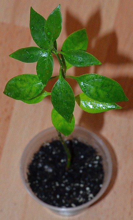 DSC_1362.JPG