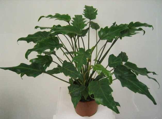 Филодендрон (Philodendron xanadu).jpg