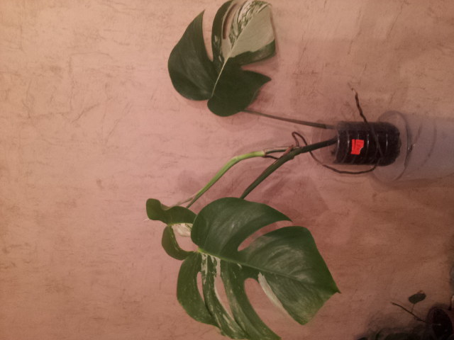 20130504_072843.jpg