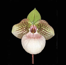 paphiopedilum-Fanaticum-MED.jpg