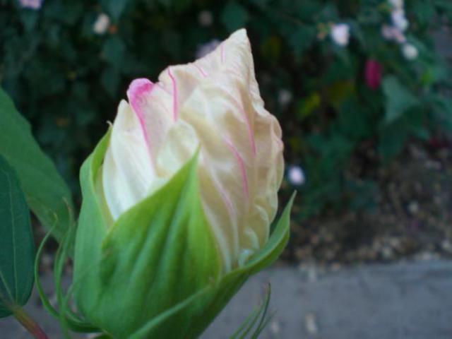 CIMG0009.jpg