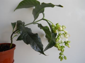 DSCN3681.jpg