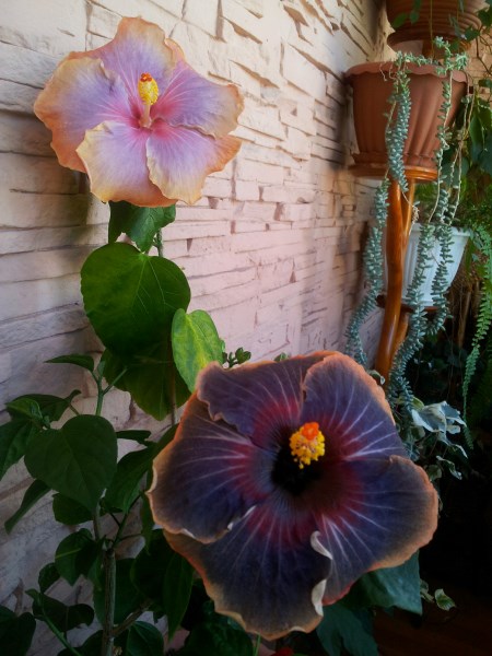 IMG_20130504_110353 (450 x 600).jpg