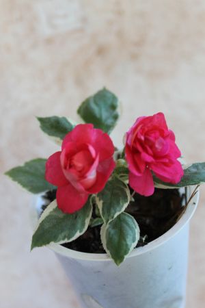 IMG_0170.jpg