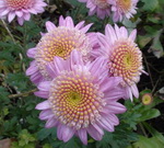 DSC062521_м.jpg