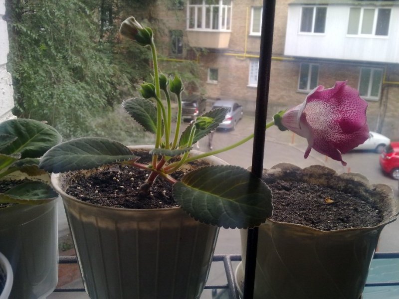 090720121984.jpg