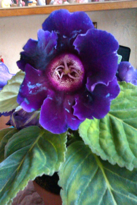 IMAG0588.jpg