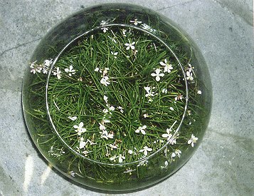 Begonia bogner.jpg