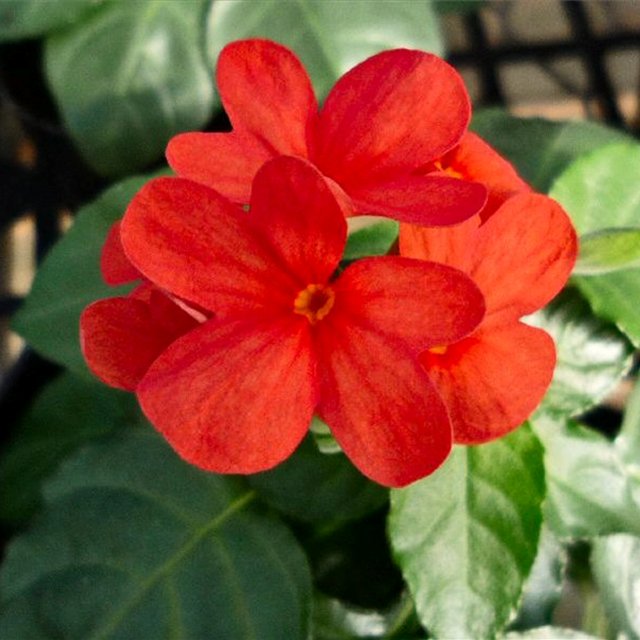 Crossandra2_ghana_red.jpg