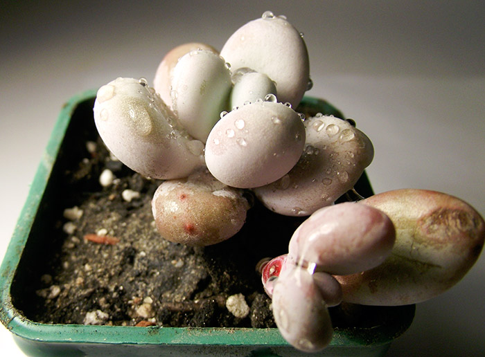 Pachyphytum-oviferum.jpg