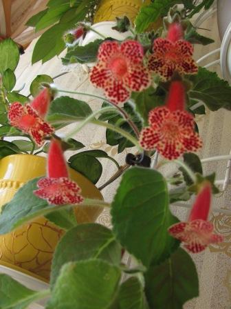 IMG_5068.JPG