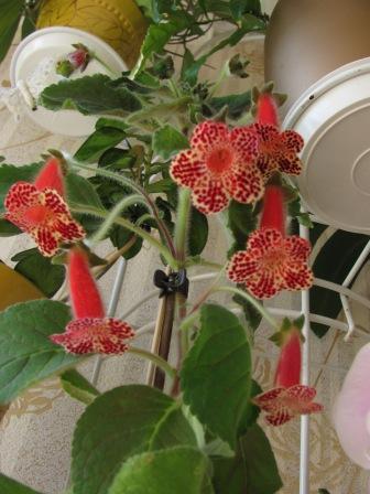 IMG_5064.JPG
