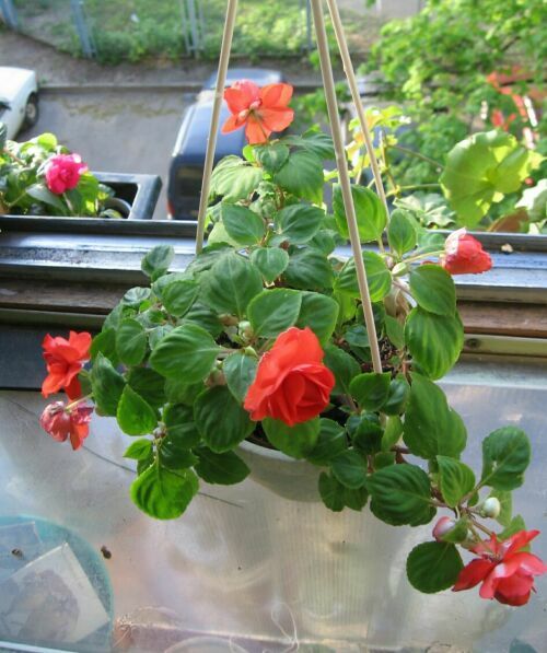 Ch.Red 03.05.jpg