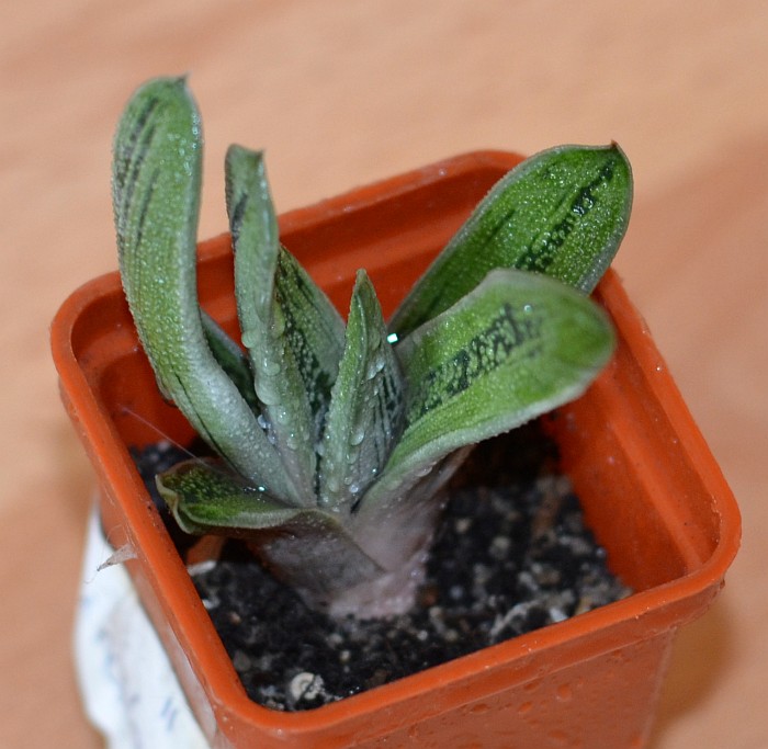 DSC_1439.JPG