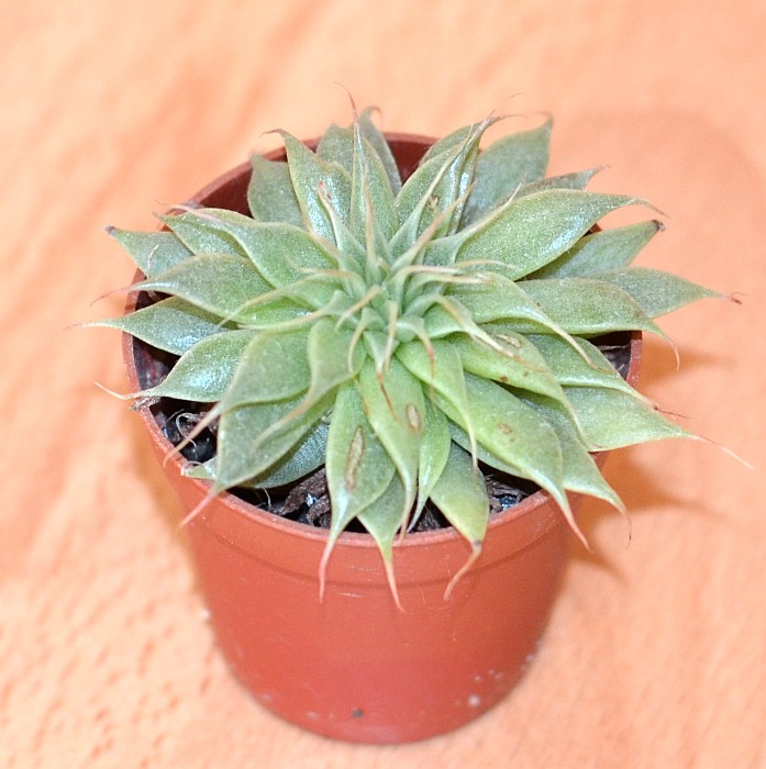 DSC_1435.JPG