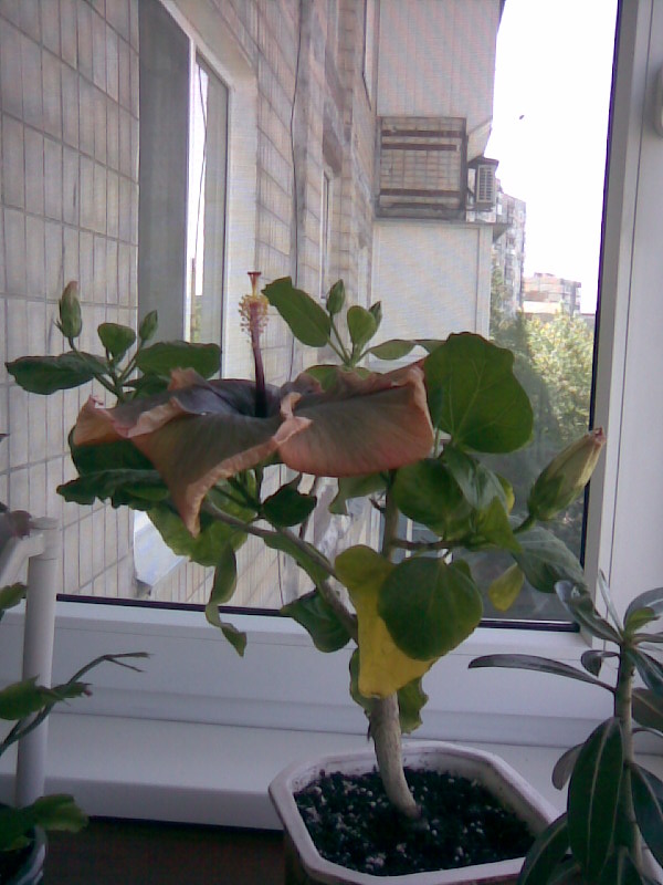 Image044.jpg