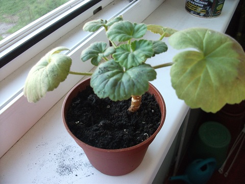 DSCF3646.JPG