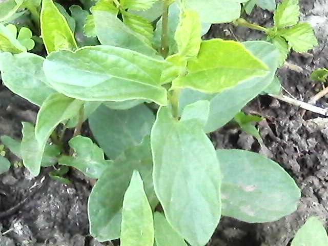 IMG0255A.jpg