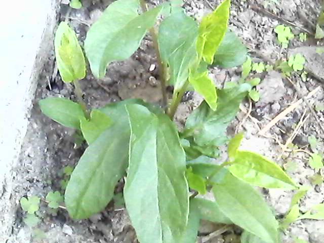 IMG0259A.jpg