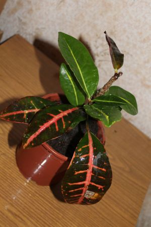 IMG_0385.jpg