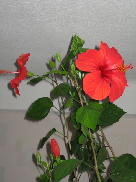 IMG_1378.JPG