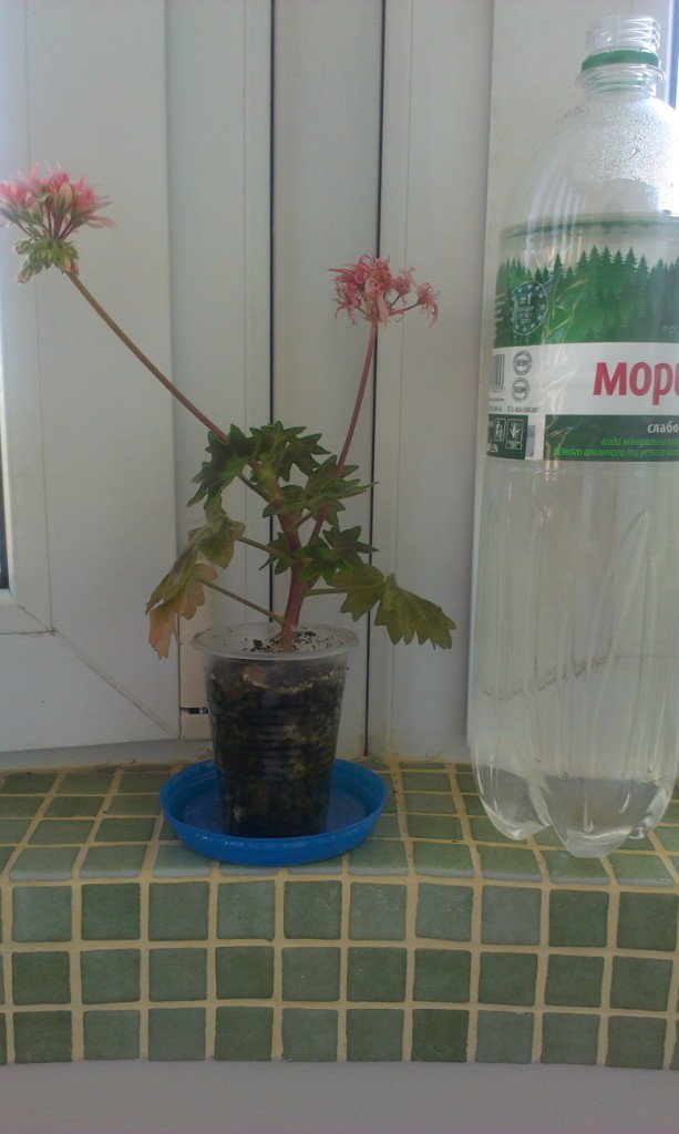 IMAG0109.jpg