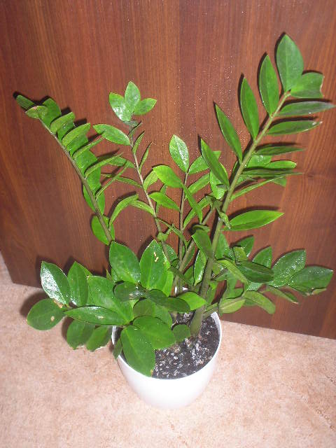 P1010035.JPG