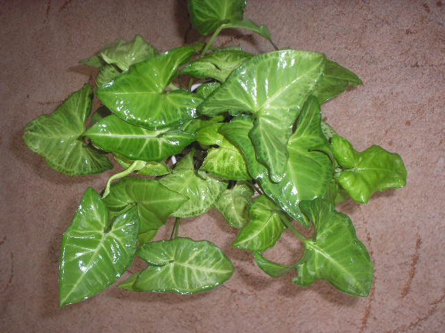 P1010037.JPG