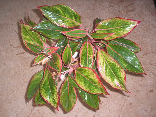 P1010038.JPG