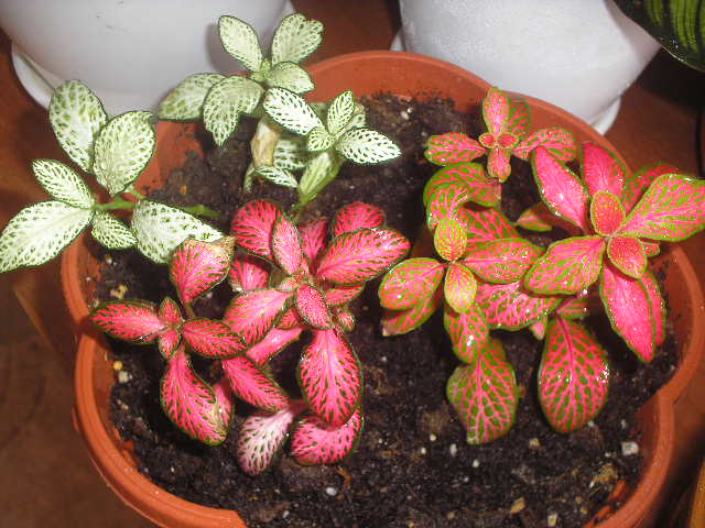 P1010039.JPG