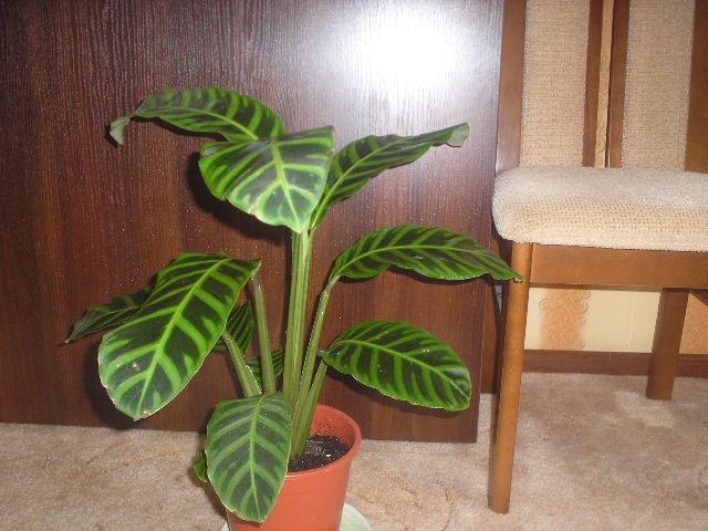 P1010042.JPG