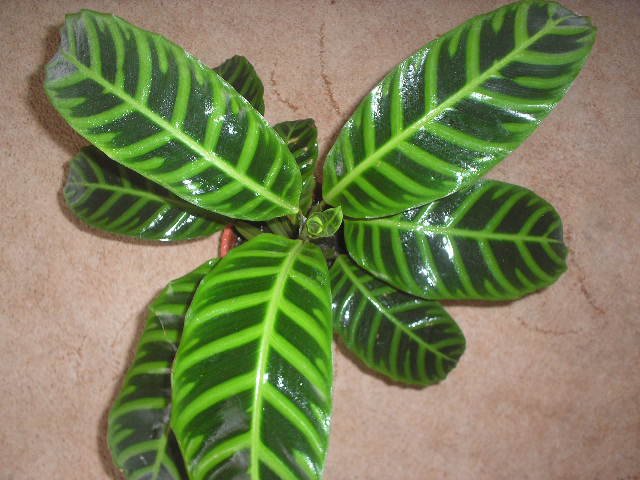 P1010041.JPG