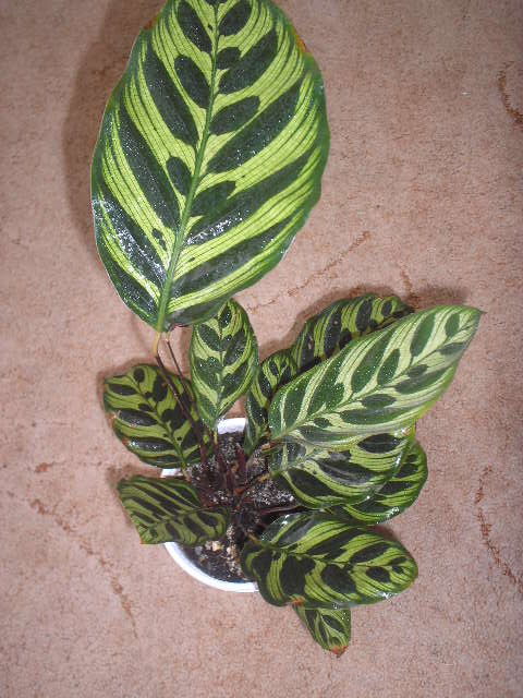 P1010045.JPG