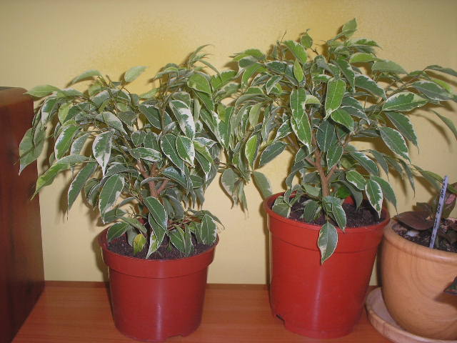 P1010001.JPG