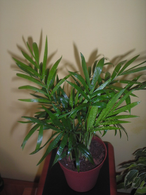 P1010003.JPG