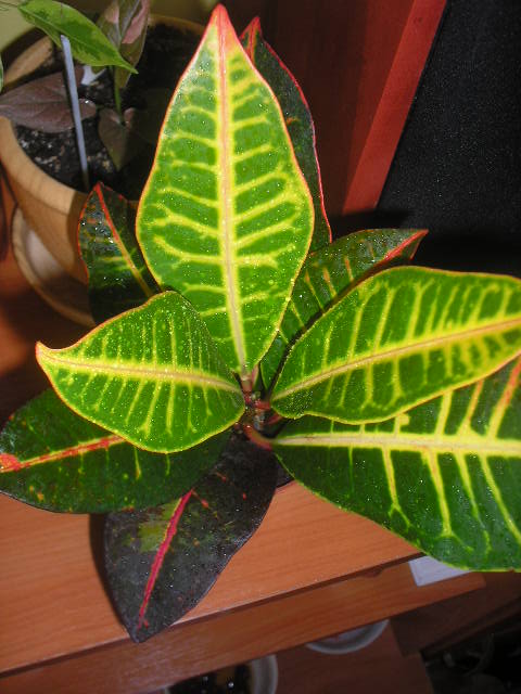 P1010002.JPG