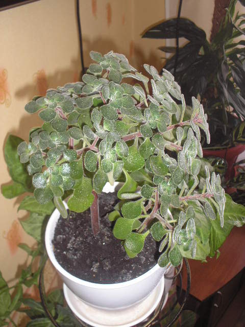 P1010005.JPG