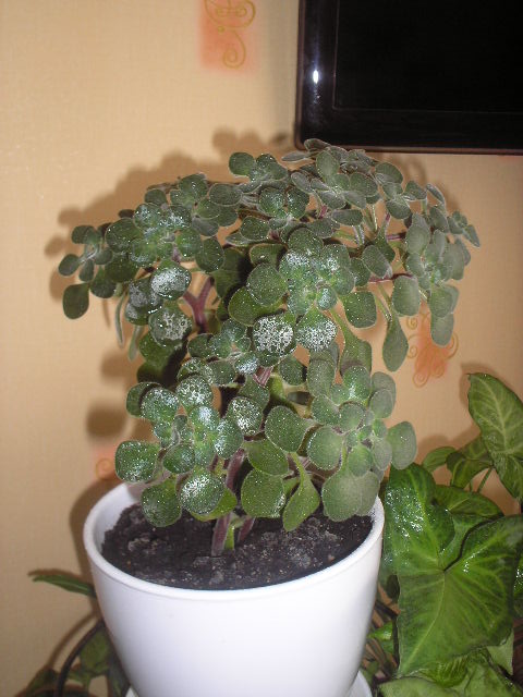 P1010006.JPG