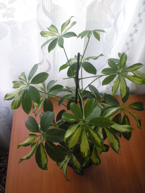 P1010008.JPG