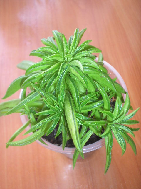 P1010013.JPG