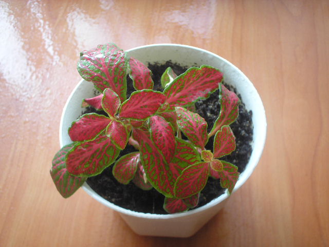 P1010017.JPG