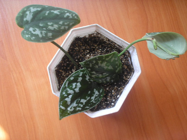 P1010023.JPG
