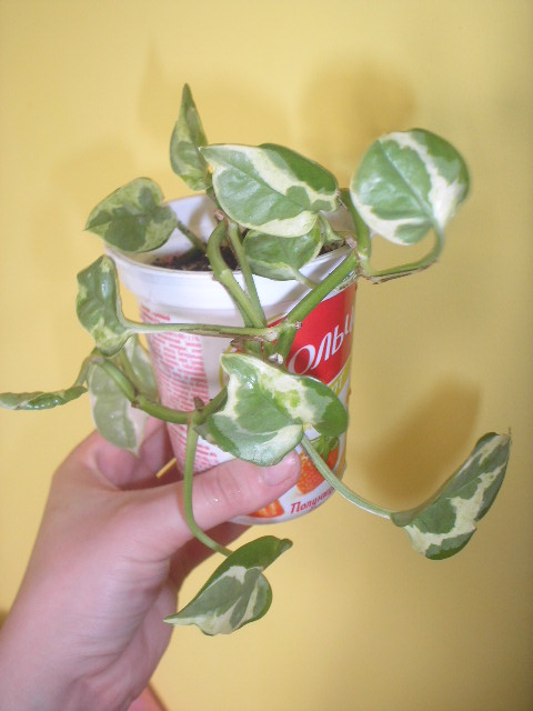 P1010024.JPG