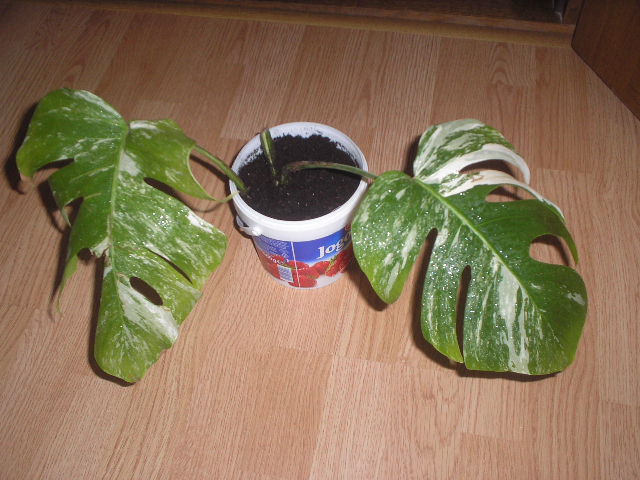 P1010002.JPG