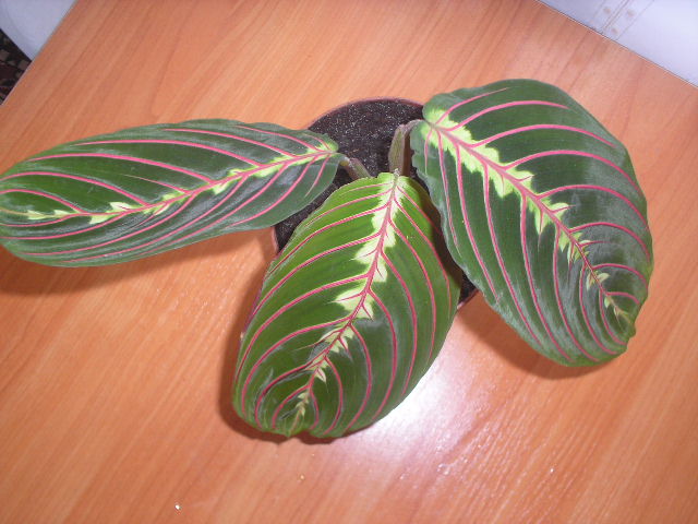 P1010010.JPG